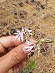 Silene nuda