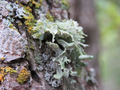 Ramalina sinensis