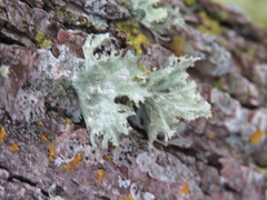 Ramalina sinensis
