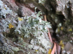 Ramalina sinensis