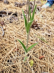 Silene nuda