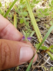 Trichostema oblongum