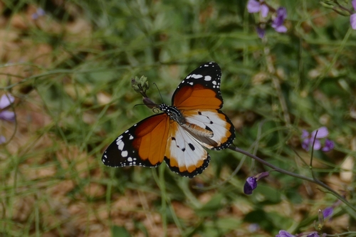 Plain Tiger Butterfly