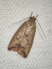 Ageletha elaeodes