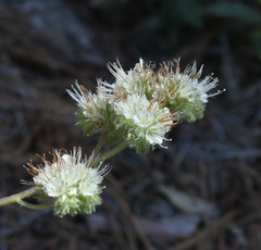 Phacelia egena