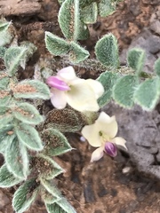 Astragalus argophyllus panguicensis