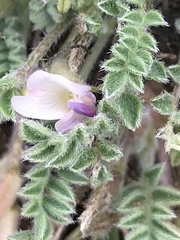Astragalus argophyllus panguicensis