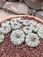 Lophophora williamsii
