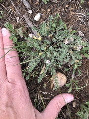 Astragalus argophyllus panguicensis