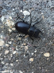 Lucanus mazama