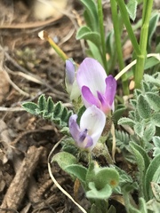 Astragalus argophyllus panguicensis