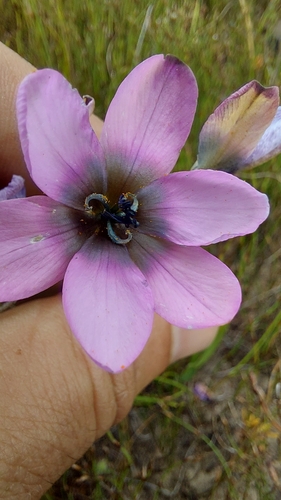 Image of Ixia versicolor by (c) Jacques van der Merwe, some rights reserved (CC BY-SA)