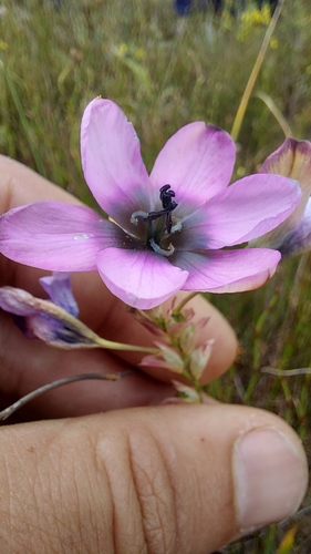 Image of Ixia versicolor by (c) Jacques van der Merwe, some rights reserved (CC BY-SA)