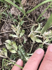Astragalus argophyllus panguicensis