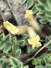 Astragalus argophyllus panguicensis