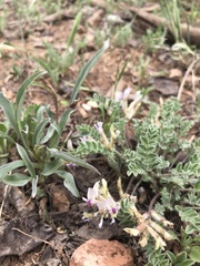 Astragalus argophyllus panguicensis