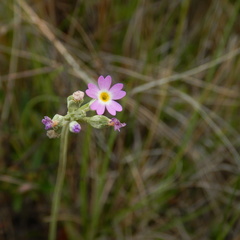 Primula incana
