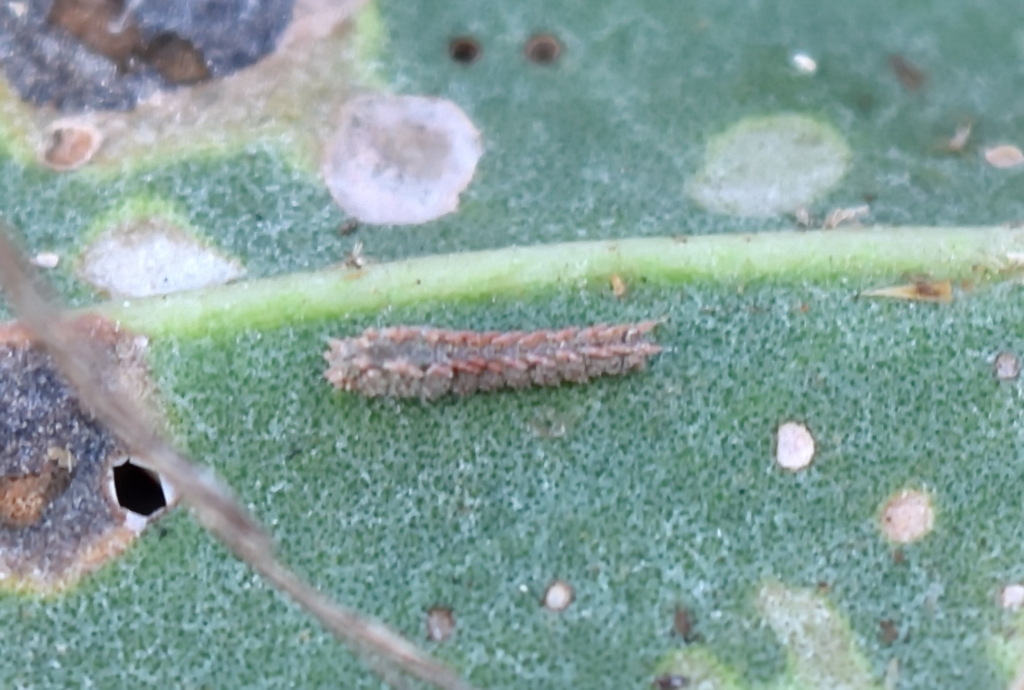 Agdistis frankeniae