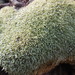 Octoblepharum Mosses - Photo (c) Javier Alejandro, some rights reserved (CC BY-NC-ND)