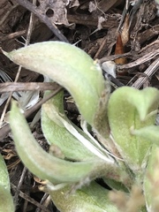 Astragalus argophyllus panguicensis