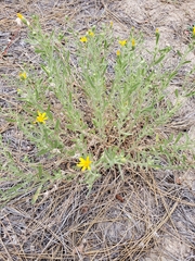 Heterotheca orovillosa