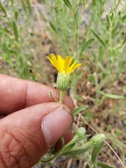 Heterotheca orovillosa