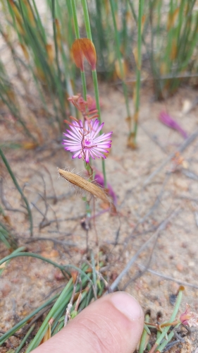 Image of Lampranthus calcaratus by (c) Jacques van der Merwe, some rights reserved (CC BY-SA)