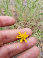 Heterotheca orovillosa