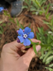 Hackelia velutina