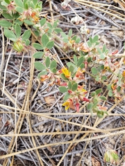 Acmispon decumbens