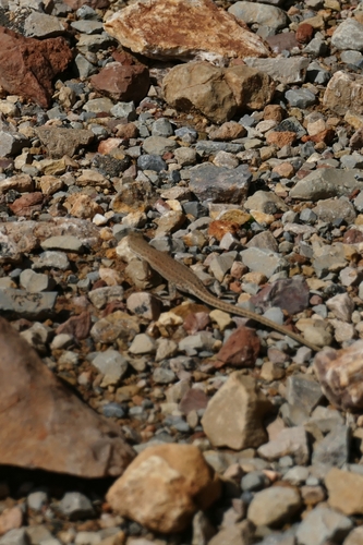 Desert Lacerta