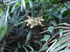 Cyclea hypoglauca