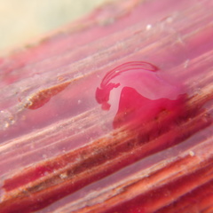 Thiohalocapsa halophila