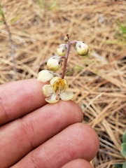 Pyrola dentata