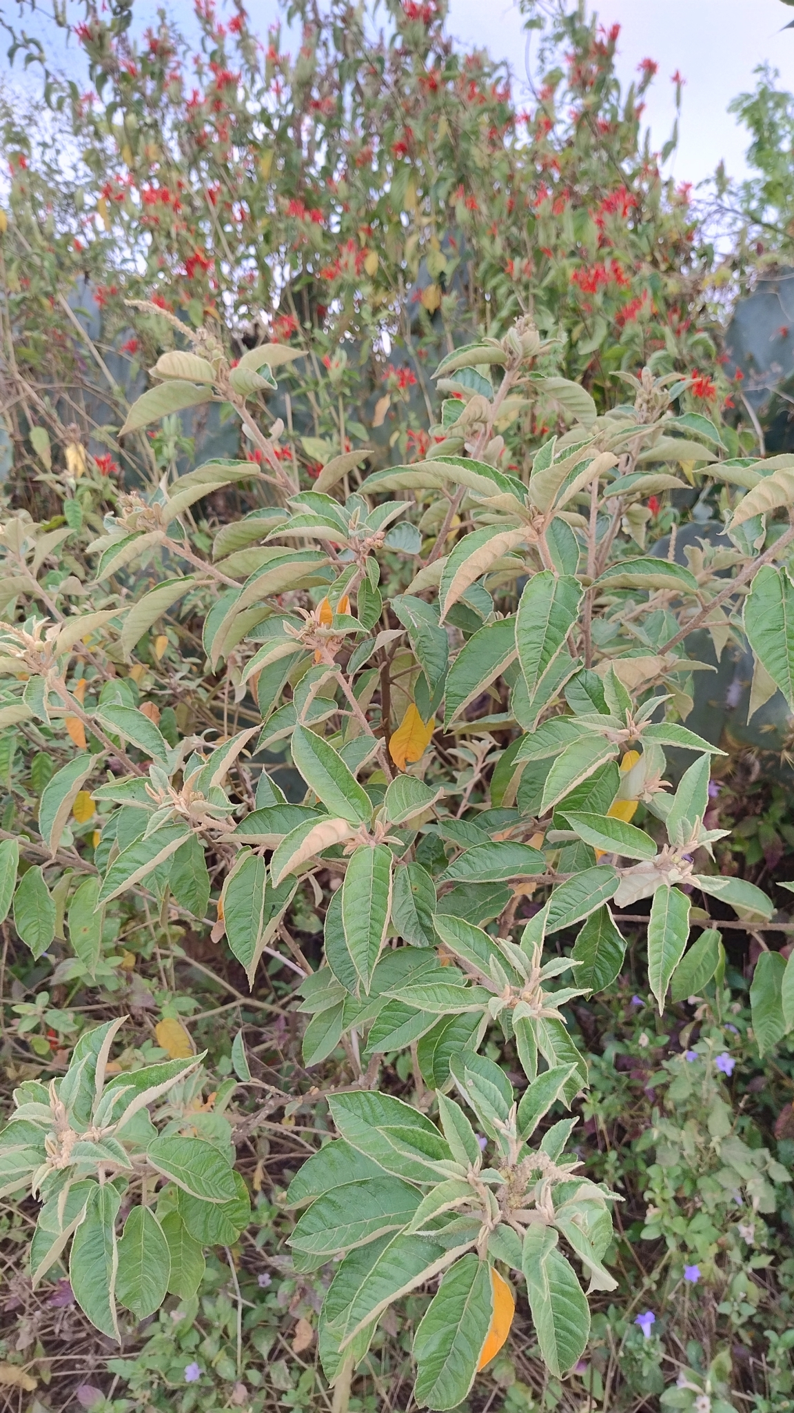 Croton heliotropiifolius