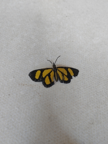 Colaciticus banghaasi