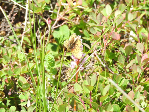 Bog Fritillary photo 5