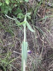 Penstemon leiophyllus