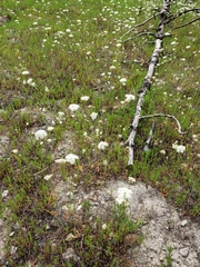 Perideridia bolanderi