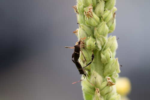 Eastern leaf-footed bug