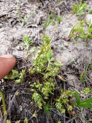 Polygonum polygaloides kelloggii
