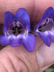 Penstemon leiophyllus