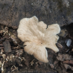Favolus spatulatus