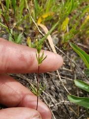 Linanthus harknessii