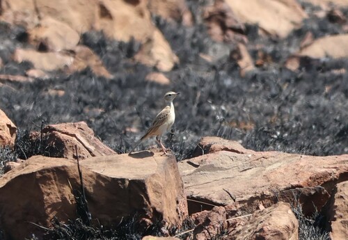 iNaturalist image