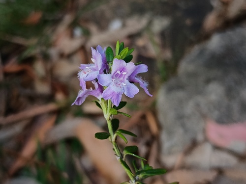 Westringia glabra, photograph 4