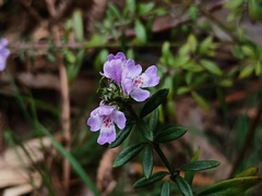 Westringia glabra, photograph (c) grampianshiker, some rights reserved (CC BY)