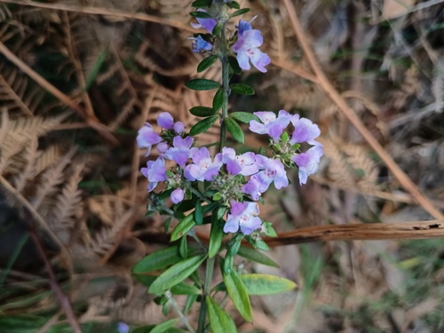 Westringia glabra, photograph 5