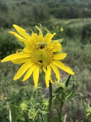 Helianthella