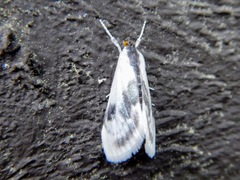 Cliniodes ostreonalis